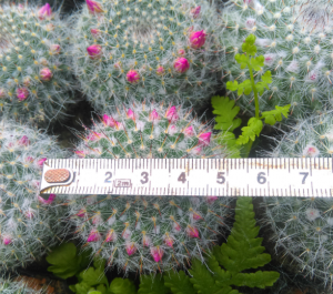 Ý nghĩa xương rồng bánh sinh nhật